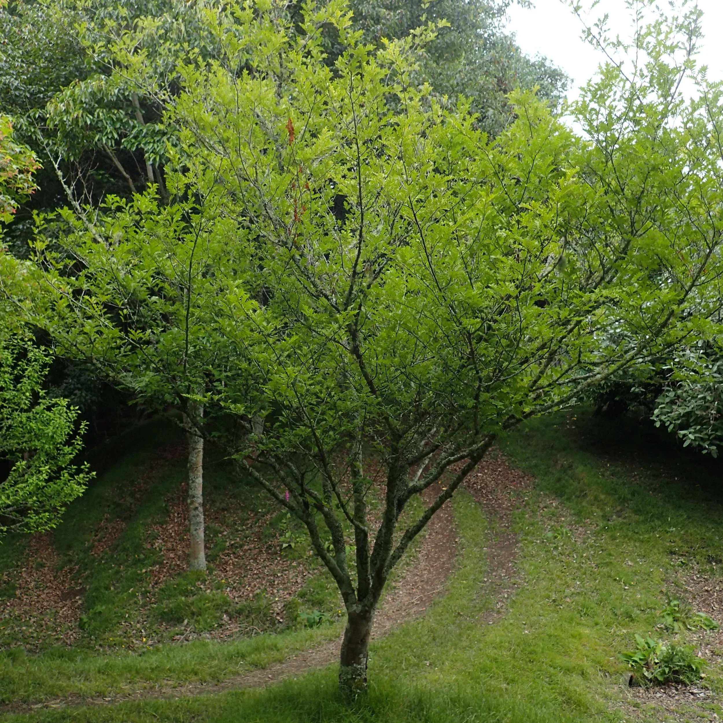 Sansho Pepper — Wanderlust Nursery